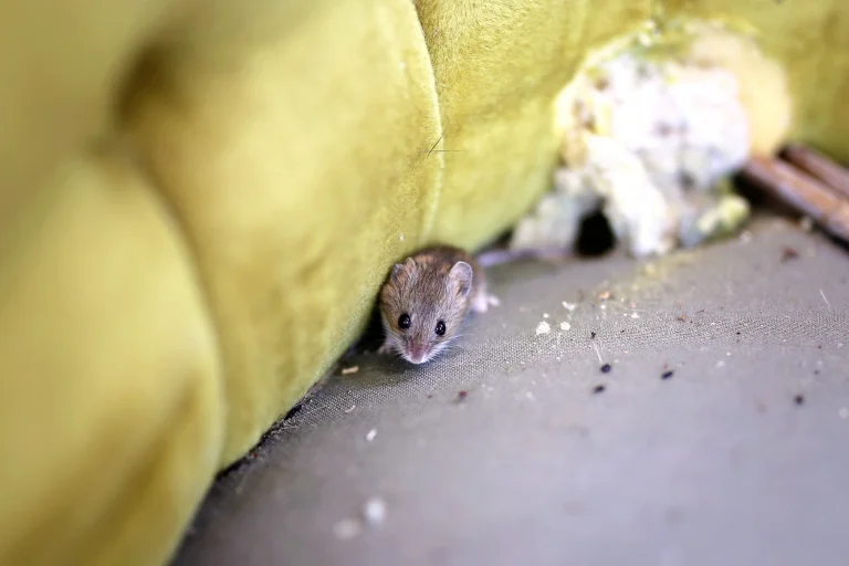 Kleine Maus versteckt sich zwischen Polstern eines grünen Sofas