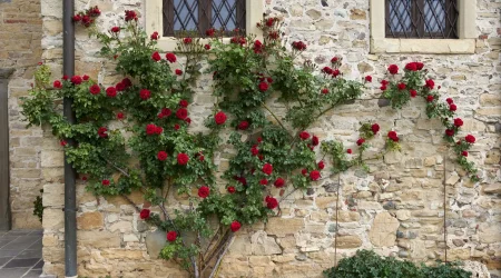 Alte Steinmauer mit zwei vergitterten Fenstern, an der leuchtend rote Kletterrosen in voller Blüte entlang eines Rankgitters emporwachsen.