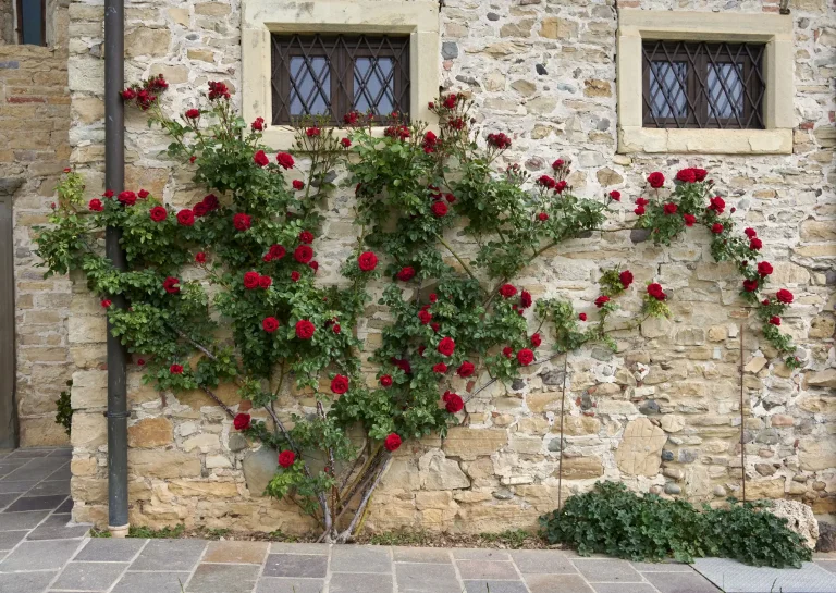 Alte Steinmauer mit zwei vergitterten Fenstern, an der leuchtend rote Kletterrosen in voller Blüte entlang eines Rankgitters emporwachsen.
