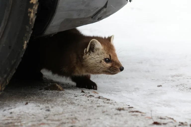 Marder kriecht unter einem Auto hervor auf eine verschneite Straße, mit aufmerksamem Blick und gespitzten Ohren.