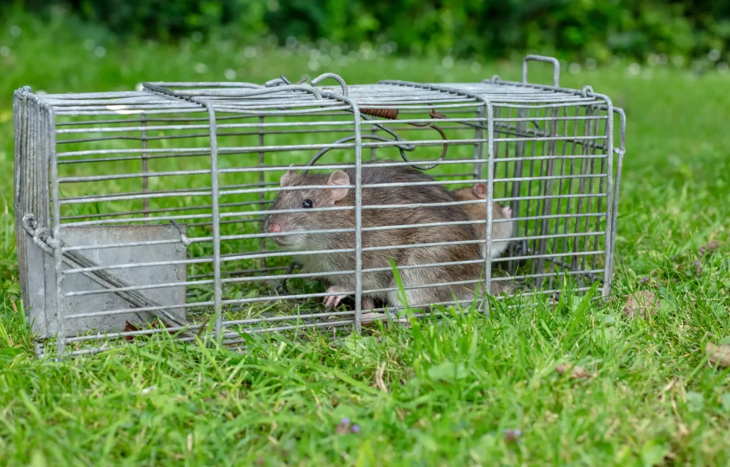 Ratte sitzt in einer metallenen Lebendfalle auf einer grünen Wiese, umgeben von Gras, mit geschlossenem Fallentor vorne an der Käfigfalle.
