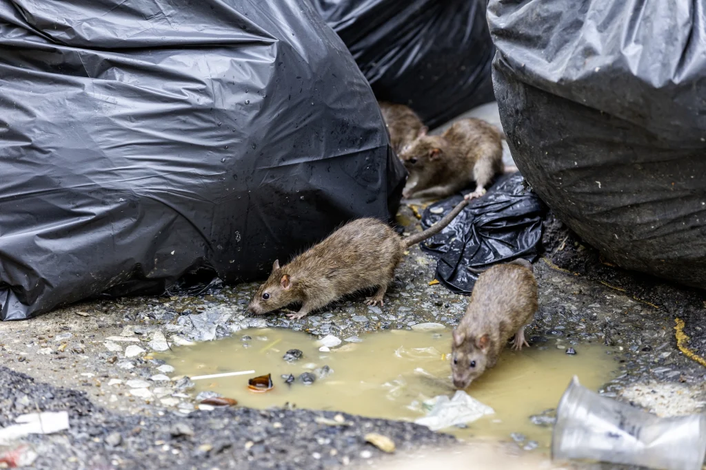 Mehrere Ratten zwischen Abfallsäcken auf der nassen Straße