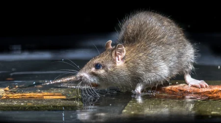 Nahaufnahme einer Ratte auf der nassen Straße