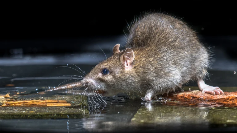 Nahaufnahme einer Ratte auf der nassen Straße