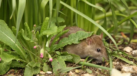 Ratte versteckt sich zwischen grünen Blättern und Pflanzen in einem Garten, halb im Schatten unter Laub und Vegetation am Boden.