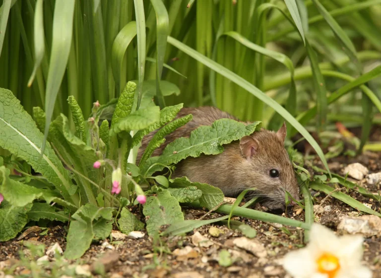 Ratte versteckt sich zwischen grünen Blättern und Pflanzen in einem Garten, halb im Schatten unter Laub und Vegetation am Boden.