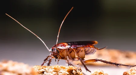 schaedlingsmonitoring