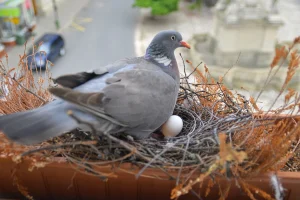 Taube mit Ei nistet in ihrem Nest auf einem Balkon.