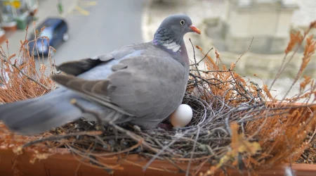 Taube mit Ei nistet in ihrem Nest auf einem Balkon.