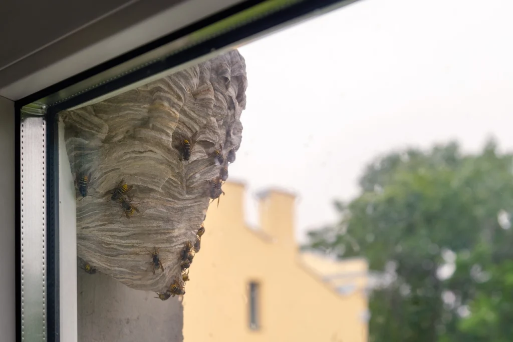 Wespennest am Fenster eines Wohnhauses