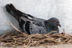 Stadttaube sitzt in einem selbstgebauten Nest aus Zweigen an einer Gebäudewand.