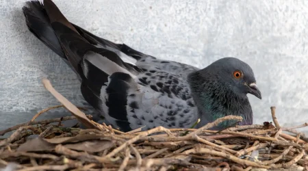 Stadttaube sitzt in einem selbstgebauten Nest aus Zweigen an einer Gebäudewand.
