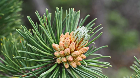 zirbenholz-kreativ-nutzen