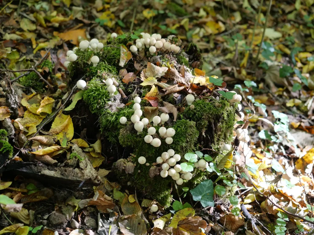 Ein vermooster, halbverrotteter Baumstumpf ist dicht mit kleinen weißen Faulholzpilzen bewachsen. Herbstlaub bedeckt den Boden, während Lichtstrahlen die Szenerie natürlich beleuchten.