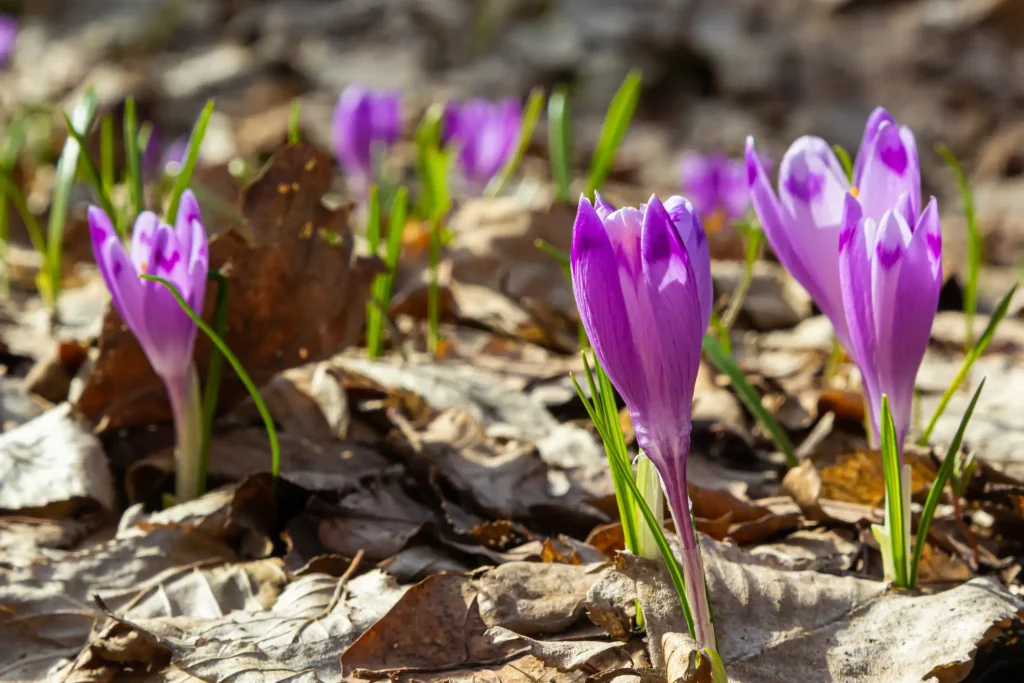 Mehrere lila Krokusse blühen zwischen trockenem, braunem Laub im Garten im Februar.