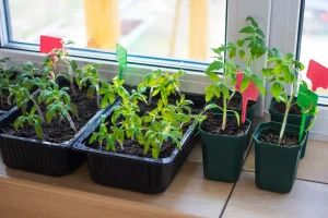 Junge Gemüsepflanzen in Anzuchtschalen und Töpfen auf einer Fensterbank als Beispiel für das Vorziehen von Gemüse, eine typische Gartenarbeit im Februar.