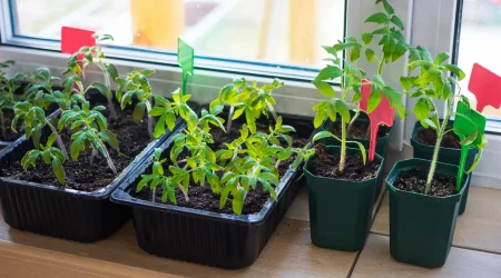 Junge Gemüsepflanzen in Anzuchtschalen und Töpfen auf einer Fensterbank als Beispiel für das Vorziehen von Gemüse, eine typische Gartenarbeit im Februar.