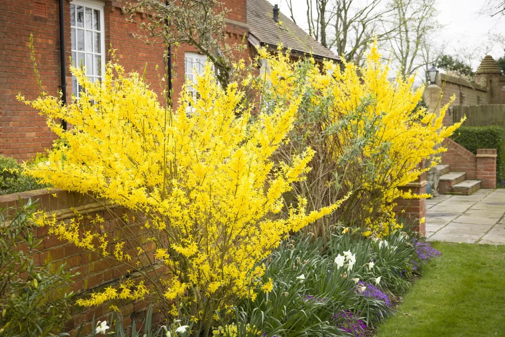 Zwei blühende gelbe Forsythiensträucher stehen vor einer roten Backsteinfassade in einem Frühlingsgarten. Im Vordergrund blühen weiße Narzissen und lila Kissenprimeln.