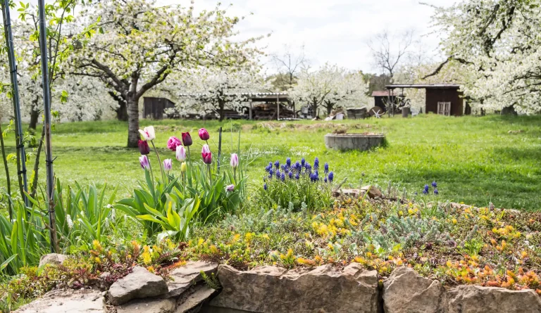 Frühlingshafter Garten im April mit blühenden Tulpen und Traubenhyazinthen in einem Steingarten-Beet vor einer grünen Wiese mit weiß blühenden Obstbäumen.