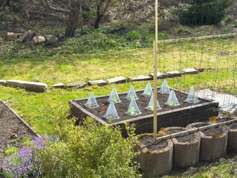 Ein Hochbeet im Garten im März mit jungen Pflanzen, die durch kegelförmige Hauben aus Kunststoff vor Frost geschützt sind, daneben eine Rankhilfe und Pflanzringe.