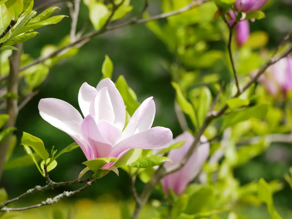 Nahaufnahme einer hellrosa Magnolienblüte an einem Zweig mit grünen Blättern im hellen Sonnenlicht; weitere Knospen sind im unscharfen Hintergrund erkennbar.