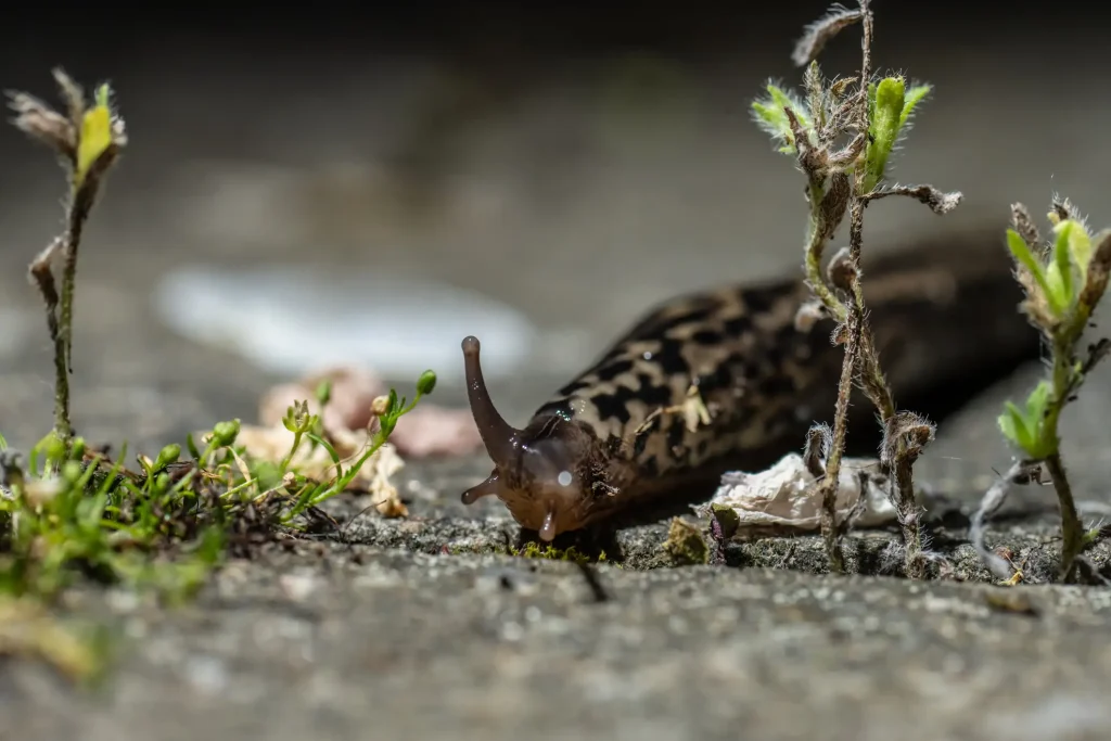 Nahaufnahme eines Tigerschnegels (Limax maximus), der über einen grauen Steinboden kriecht; die charakteristische dunkle Fleckung auf hellem Grund und die Fühler der Nacktschnecke sind im Detail sichtbar.