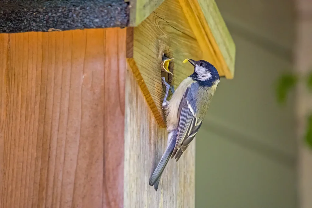 Eine Kohlmeise klammert sich an das Einflugloch eines hölzernen Nistkastens und füttert ein Jungtier, das mit weit geöffnetem gelbem Schnabel herausschaut.