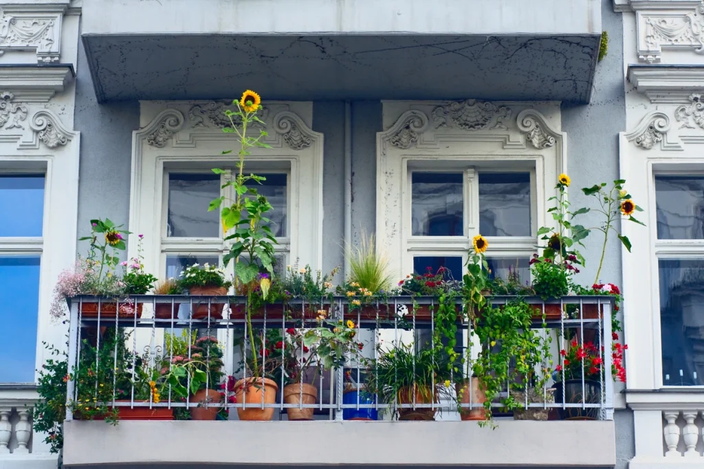 Reich bepflanzter Balkon an einer Altbaufassade mit Stuckverzierungen und hohen Sonnenblumen.