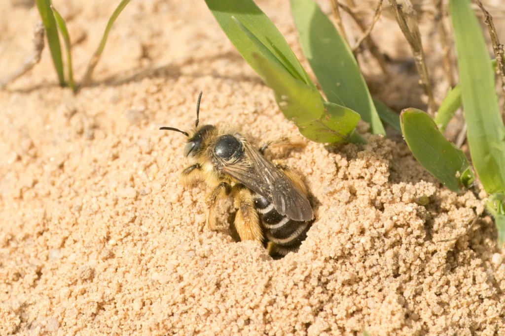 Wildbiene am Eingang ihres Erdnests im sandigen Boden.