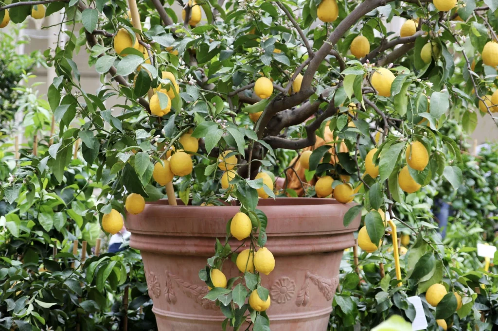 Mediterraner Zitronenbaum mit vielen reifen gelben Früchten in einem großen Terrakotta-Kübel.