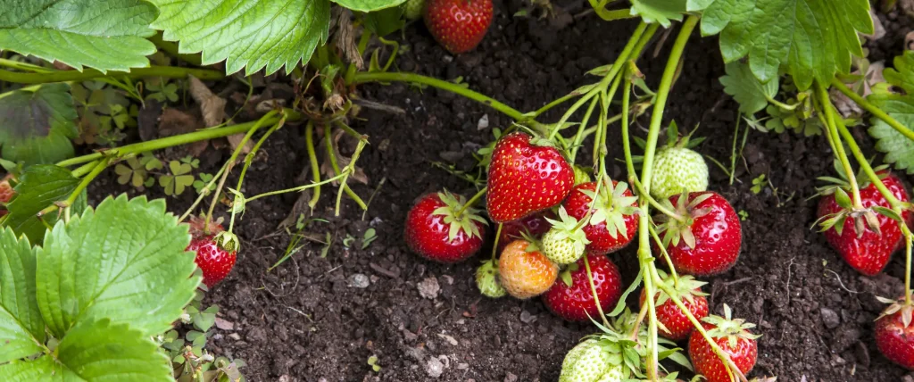 Draufsicht auf eine Erdbeerpflanze im Gartenbeet mit mehreren reifen, roten Erdbeeren und einigen noch grünen Früchten, die auf dunkler, feuchter Erde wachsen.