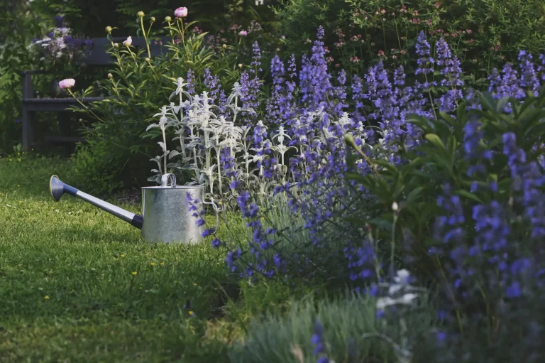 Ein blühender Sommergarten im Juni mit hohen violetten Katzenminze-Stauden und Pfingstrosen. Auf dem grünen Rasen steht eine klassische Zink-Gießkanne bereit für die Gartenbewässerung in der Abendsonne.