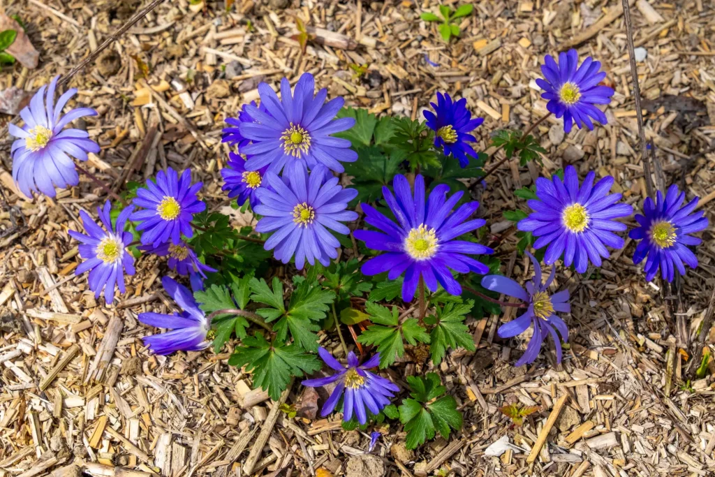 Draufsicht auf strahlend blaue Strahlen-Anemonen (Blanda-Anemonen) in einem Gartenbeet, das zum Schutz vor Austrocknung im Juni flächendeckend mit hellem Mulch aus Stroh oder Holzhäckseln bedeckt ist.