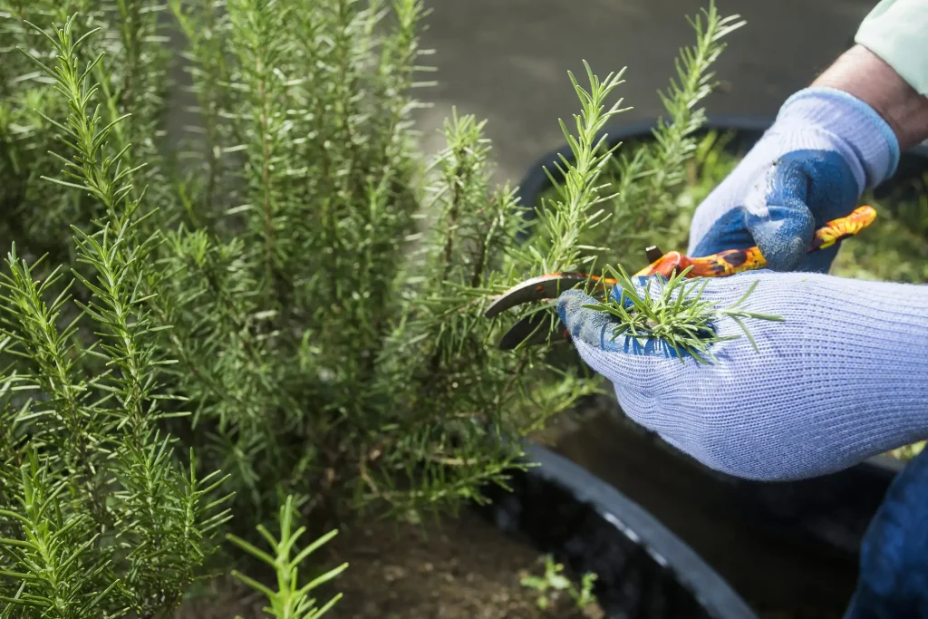 Nahaufnahme einer Person mit blauen Gartenhandschuhen, die mit einer Gartenschere frischen Rosmarin erntet.