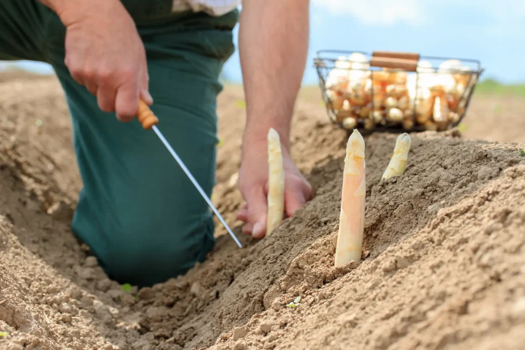 Nahaufnahme der traditionellen Spargelernte im Jun. Ein Erntehelfer sticht weißen Spargel mit einem speziellen Spargelmesser direkt im Erdwall, während im Hintergrund ein gefüllter Drahtkorb mit frisch gestochenen Stangen bereitsteht.