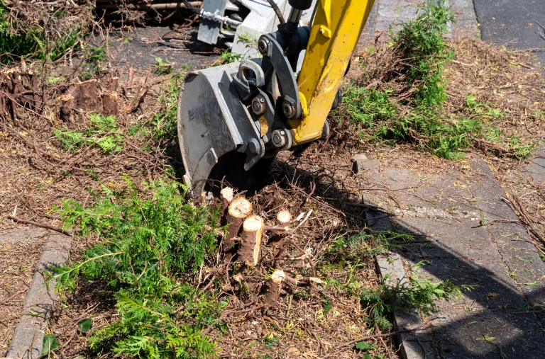Ein gelber Bagger gräbt mit der Baggerschaufel den verbleibenden Wurzelstock einer abgeschnittenen Thujahecke aus dem Erdreich, um die Hecke mitsamt Wurzelwerk komplett zu entfernen.