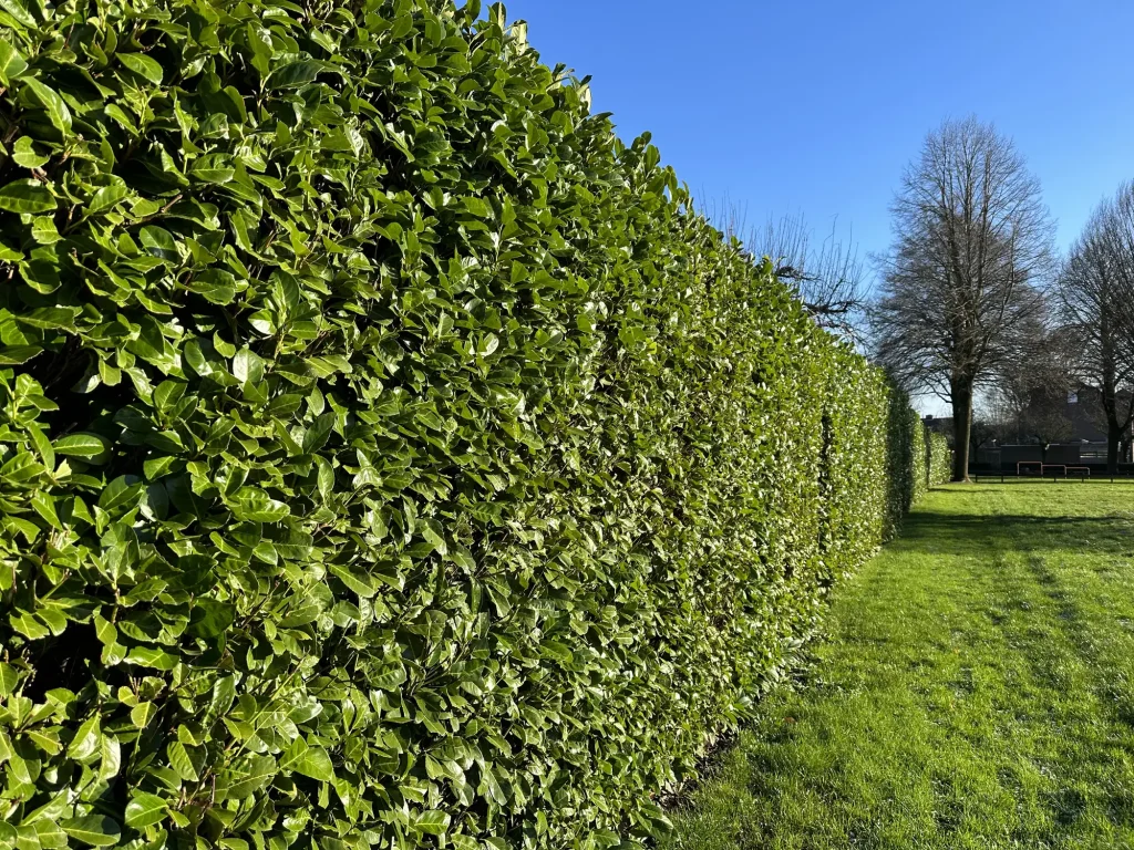 Eine akkurat geschnittene, dichte Kirschlorbeerhecke mit glänzenden, grünen Blättern verläuft diagonal durch das Bild. Sie dient als hoher Sichtschutz neben einer grünen Rasenfläche unter strahlend blauem Himmel.