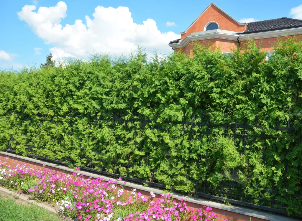 Eine dichte, grüne Thujahecke als natürlicher Sichtschutz hinter einem schwarzen Metallzaun. Im Vordergrund blüht ein Beet mit rosa und weißen Petunien, während im Hintergrund die Klinkerfassade eines Wohnhauses unter blauem Himmel mit Wolken sichtbar ist.