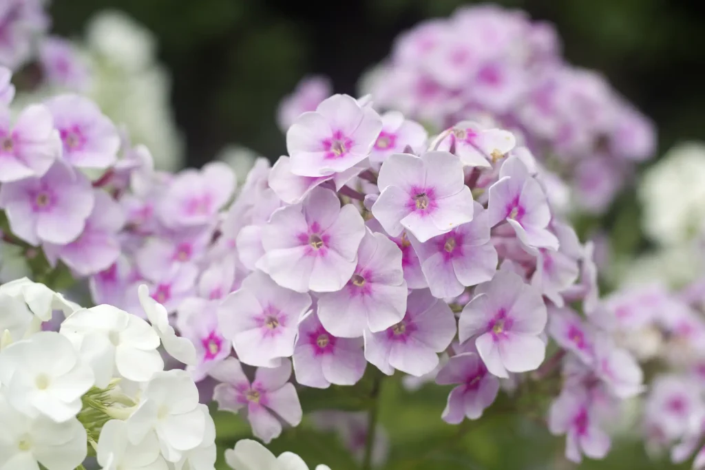 Nahaufnahme von blühendem Phlox im Juli im Garten. Die dichten Blütenstände zeigen zahlreiche hellrosa Blüten mit einem auffälligen, dunkelrosa Auge im Zentrum, flankiert von weißen Phloxblüten im linken Vordergrund.