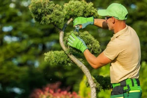 Ein Gärtner in professioneller Arbeitskleidung führt eine Gartenpflege durch, indem er mit einer Gartenschere sorgfältig einen großen Bonsai-Baum (Gartenbonsai) in Form schneidet. Im Hintergrund ist eine weichgezeichnete, grüne Parklandschaft im Sonnenlicht zu sehen.