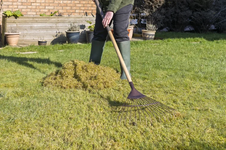 Eine Gärtnerin in Gummistiefeln harkt nach dem Vertikutieren gelöstes Moos und Rasenfilz mit einem Fächerbesen zu einem Haufen auf einer grünen Rasenfläche im Garten zusammen.
