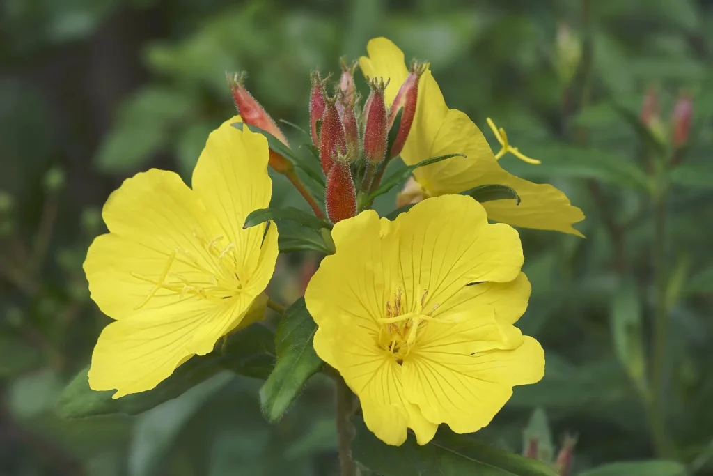 Nahaufnahme einer blühenden Nachtkerze im Garten im Juli. Die Pflanze zeigt leuchtend gelbe, geöffnete Blüten mit filigranen Staubblättern sowie rötliche Knospen an grünen Stängeln vor einem unscharfen, grünen Blätterhintergrund.
