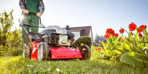Professionelle Rasenpflege im Frühling: Ein Gärtner mäht mit einem roten Benzin-Rasenmäher eine grüne Rasenfläche im Garten direkt neben einem Beet mit roten Tulpen.