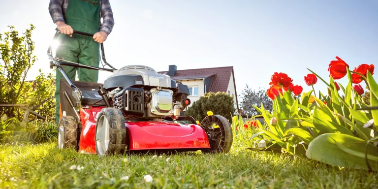 Professionelle Rasenpflege im Frühling: Ein Gärtner mäht mit einem roten Benzin-Rasenmäher eine grüne Rasenfläche im Garten direkt neben einem Beet mit roten Tulpen.