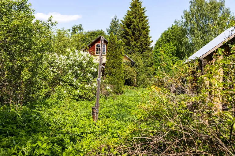 Ein komplett verwilderter Garten mit meterhohem Unkraut, dicht stehenden Sträuchern, einem blühenden Busch und einem alten Gartenhaus im Hintergrund.