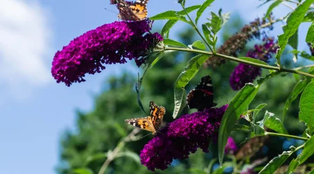 gartenarbeiten-im-august