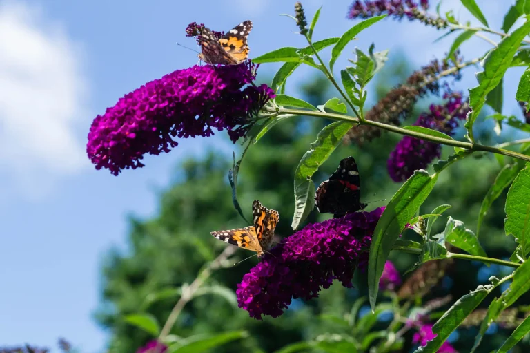 Distelfalter und Admiral saugen Nektar an den lila Blüten eines Schmetterlingsflieders.