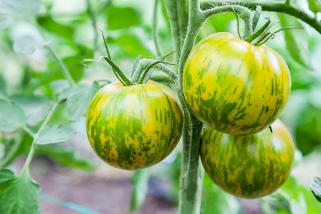 Grün-gelb gestreifte Zebra-Tomaten reifen an der Tomatenpflanze.