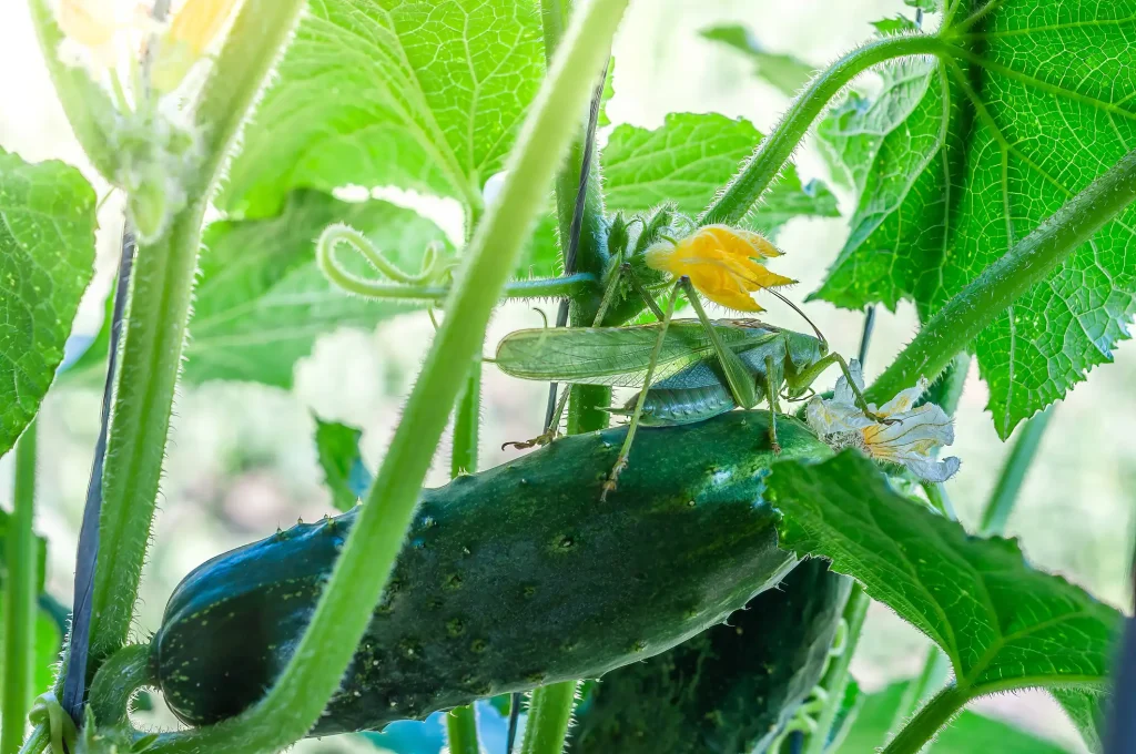 Große grüne Heuschrecke auf einer Gurke mit gelber Blüte im Garten.