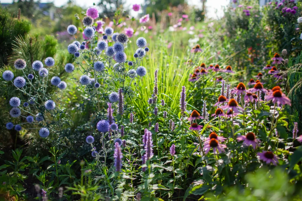 Blaue Kugeldisteln blühen zusammen mit Sonnenhut in einem sonnigen Staudenbeet.